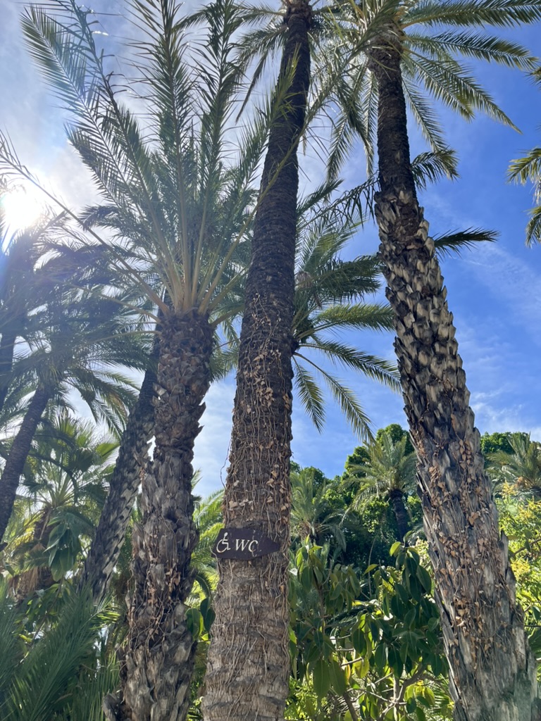 Palmowy park w Elche