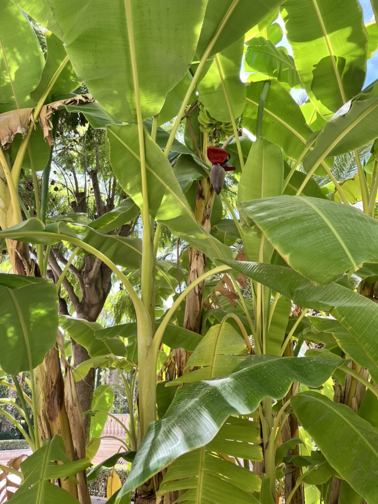 Palmowy park w Elche