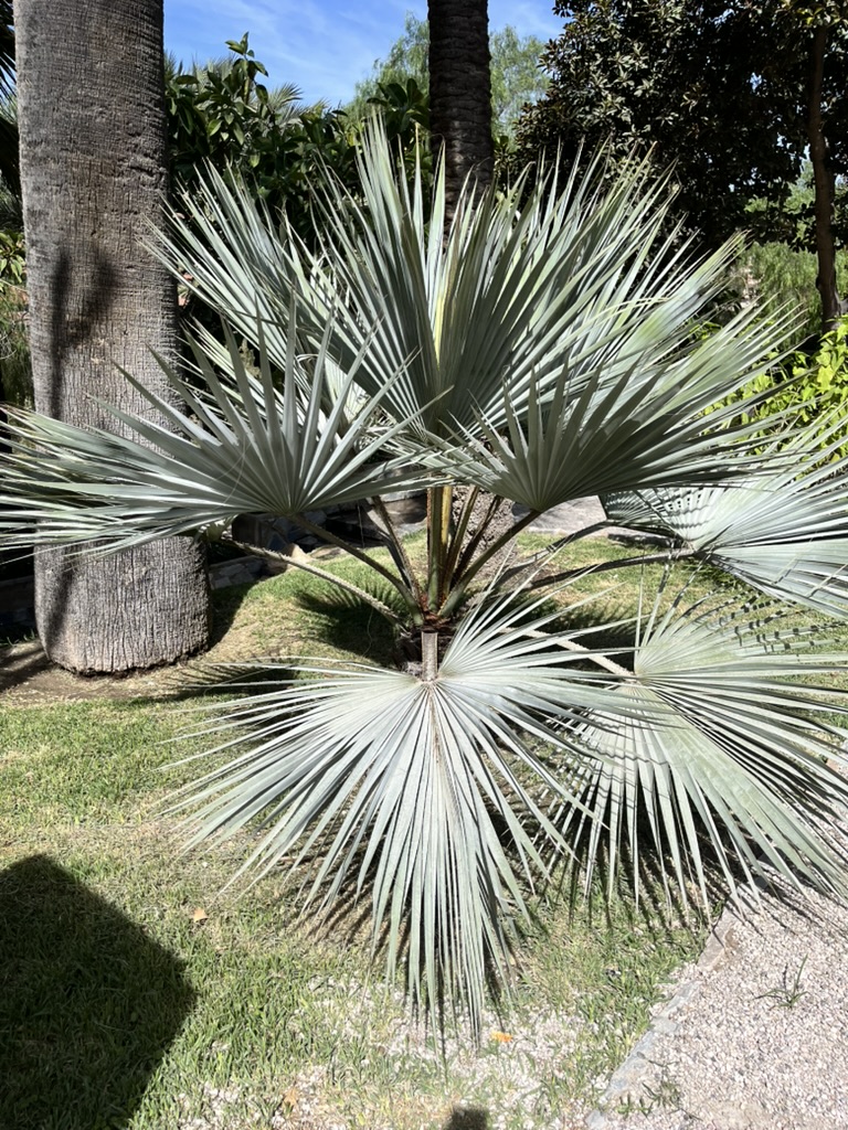 Palmowy park w Elche