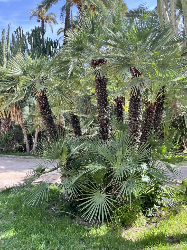 Palmowy park w Elche