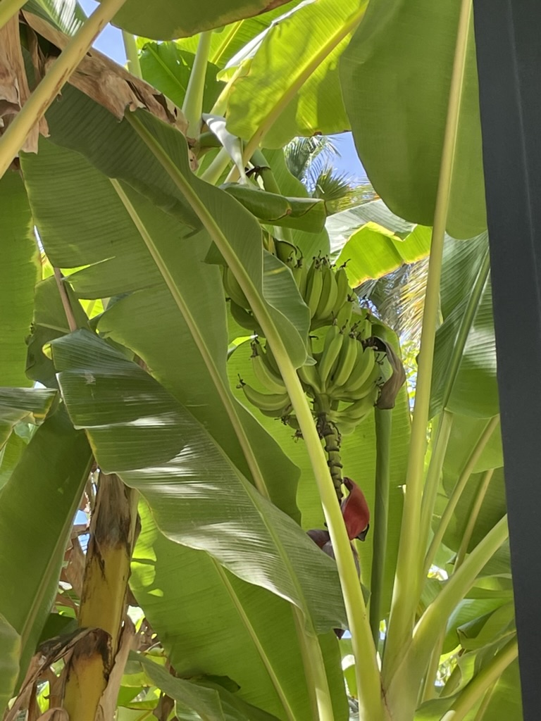 Palmowy park w Elche