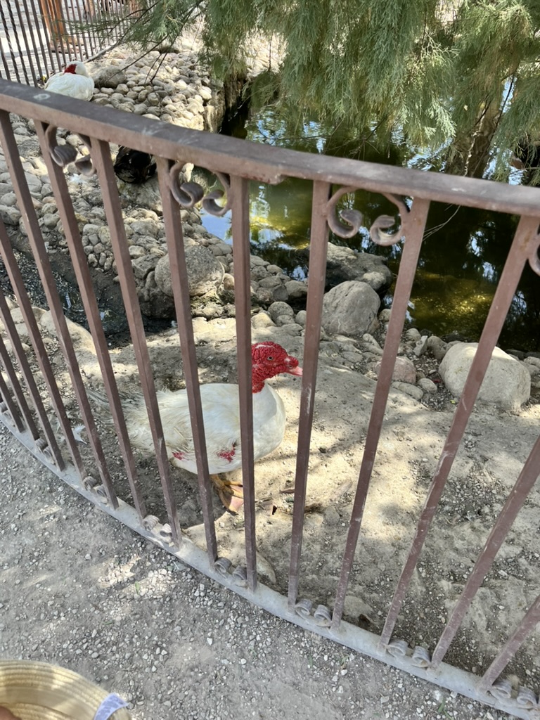 Palmowy park w Elche