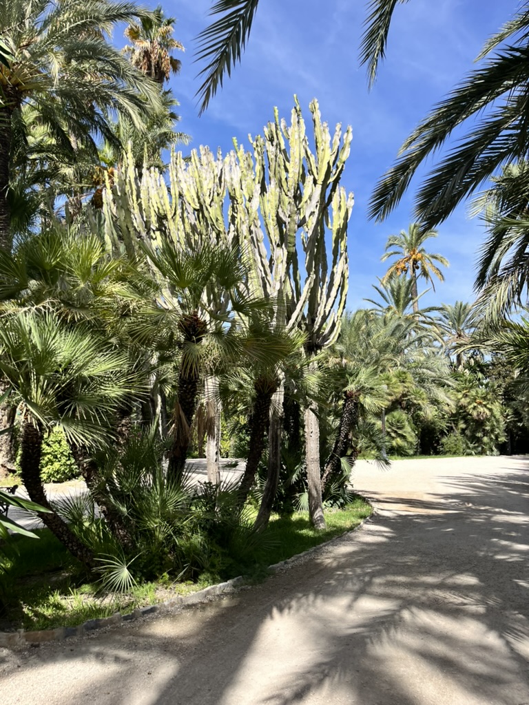 Palmowy park w Elche