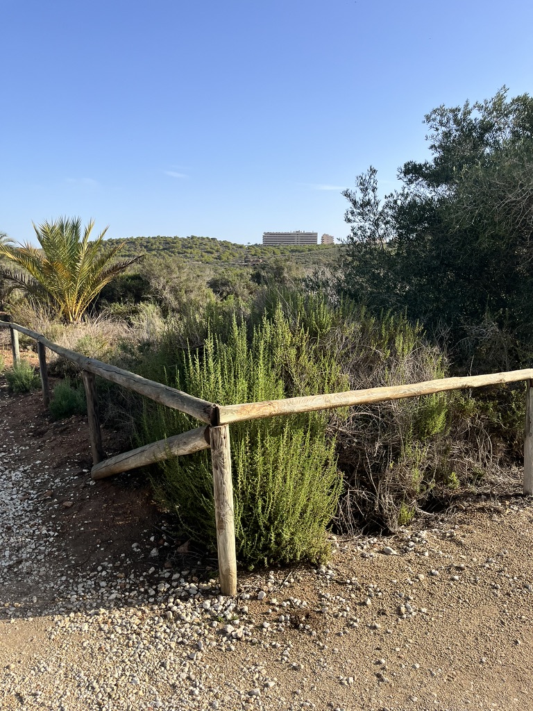 Flora śródziemnomorska