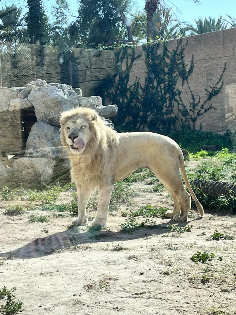 Rio Safari Elche - Safari w sercu Hiszpanii