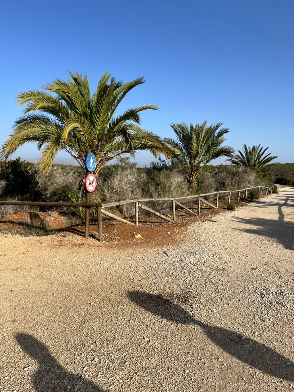 Birds at Clot de Galvany wetland reserve near Gran Alacant
