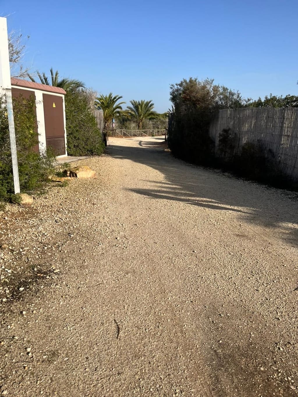 Rabbits at Clot de Galvany nature reserve near Gran Alacant