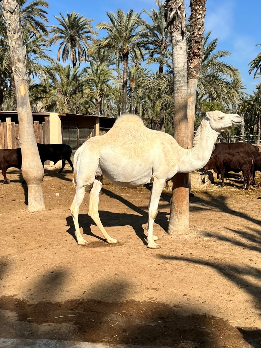 Dzikie zwierzęta w Rio Safari Elche
