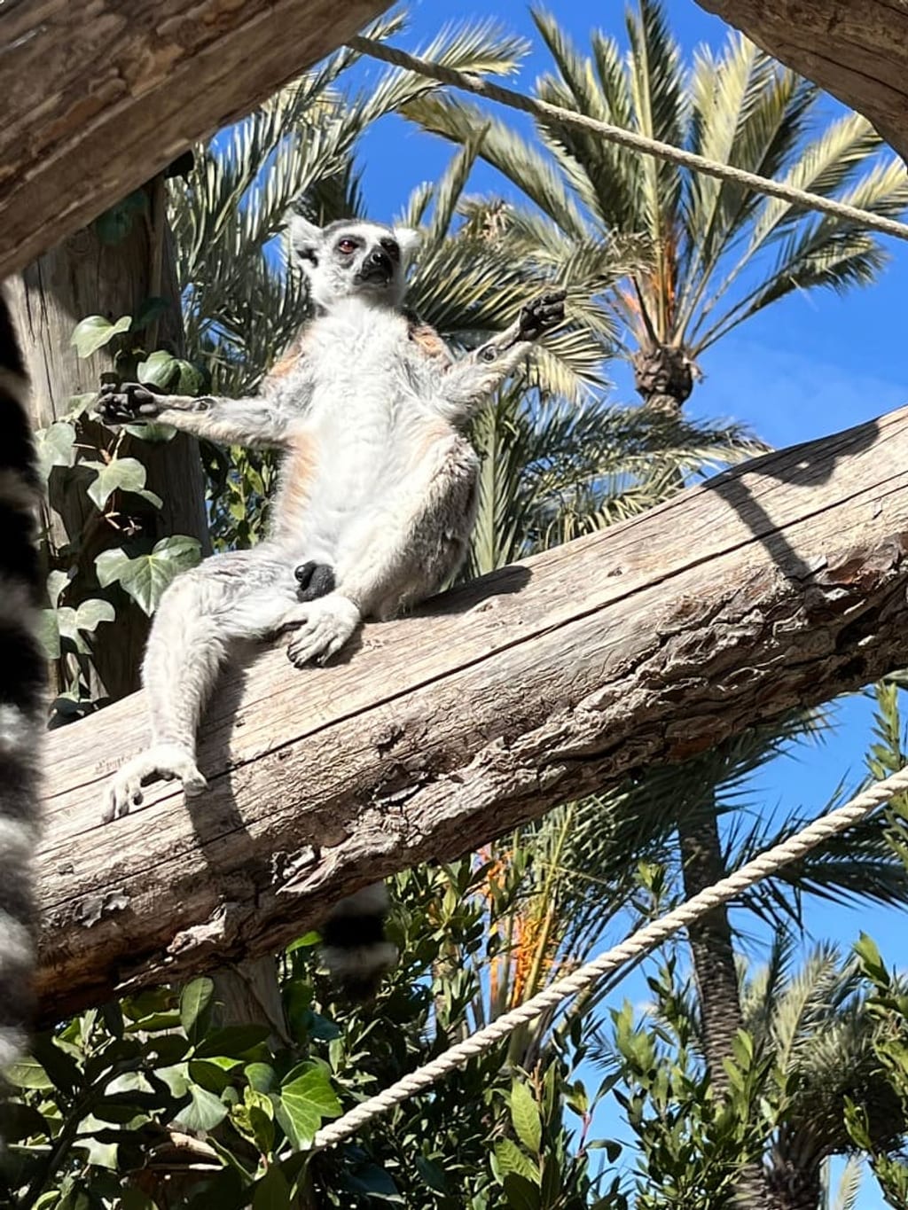 Gazele w Rio Safari
