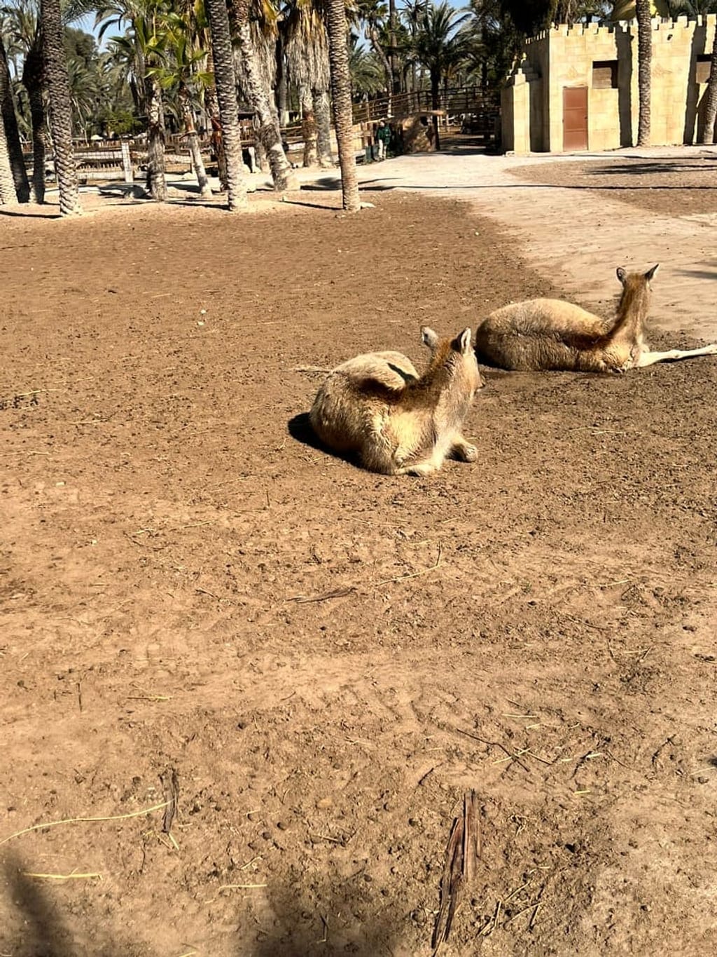 Widok na park Rio Safari w Elche