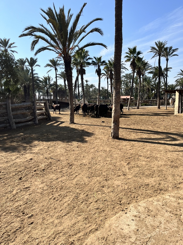 Żyrafy w Rio Safari