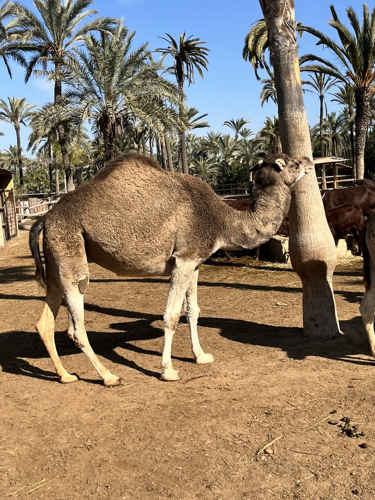 Słonie w Rio Safari