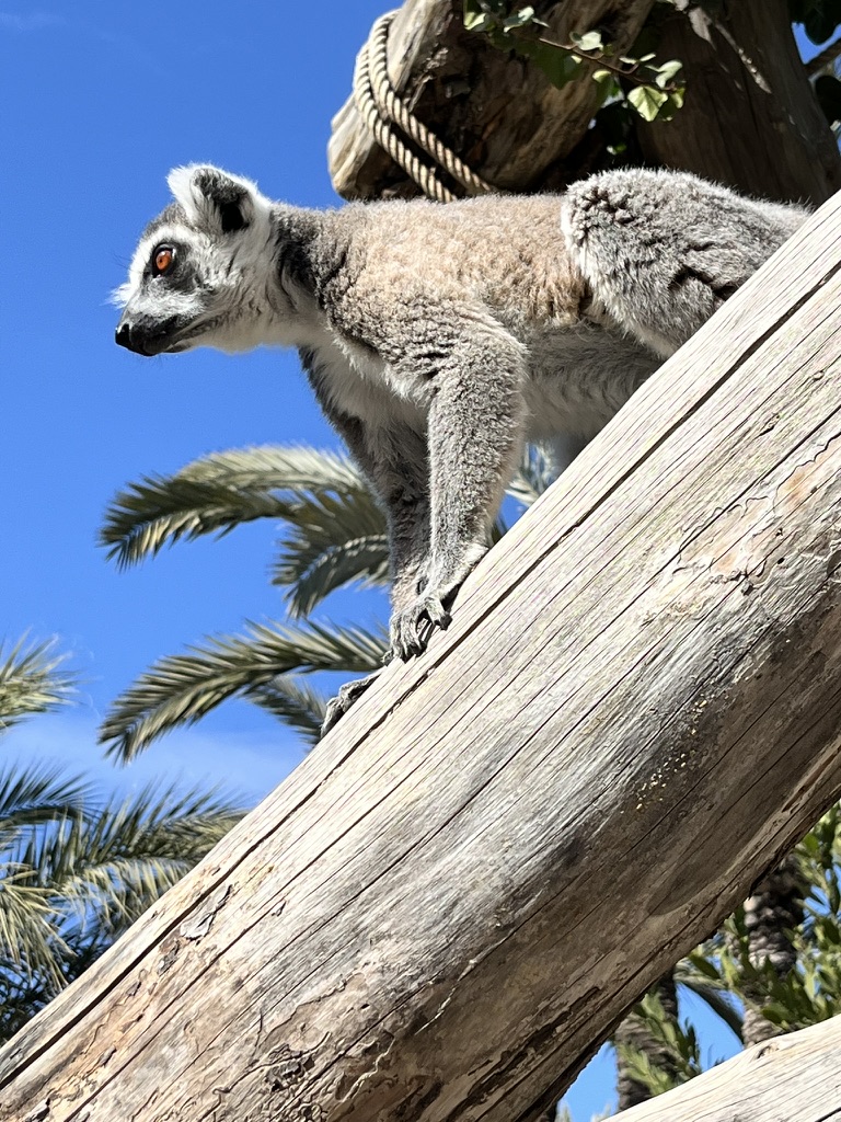 Tygrysy w Rio Safari