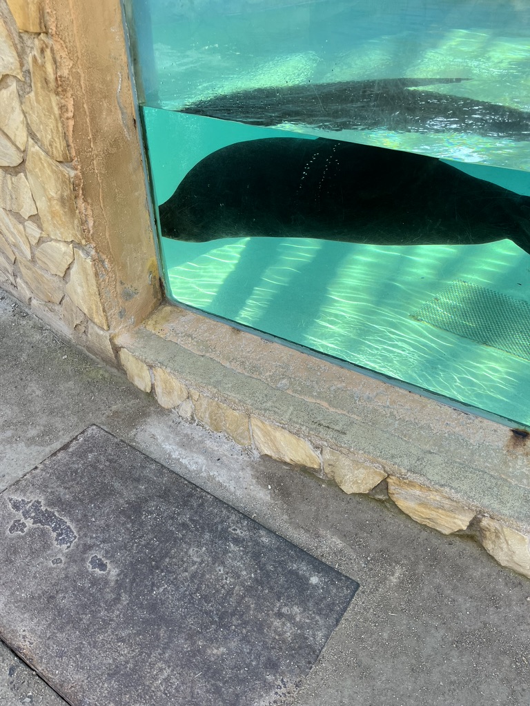 Antylopy w Rio Safari