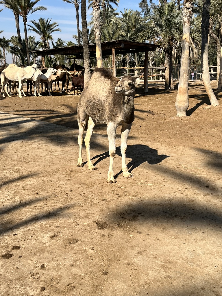 Nosorożce w Rio Safari