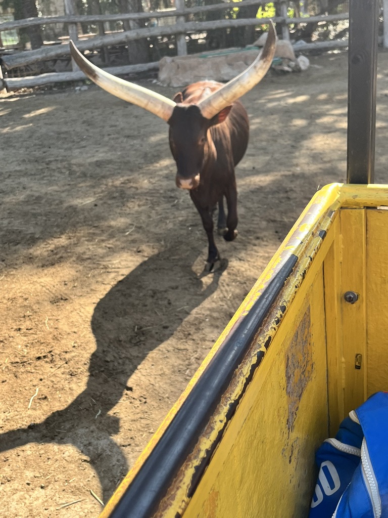 Pingwiny w Rio Safari