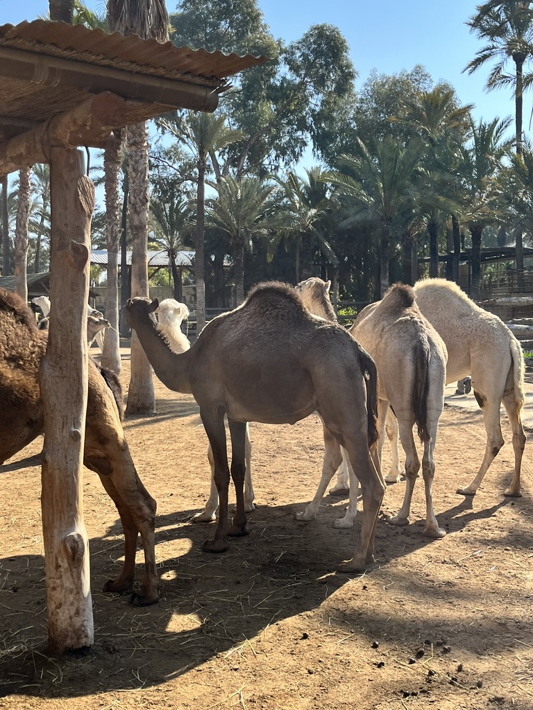 Lwy morskie w Rio Safari